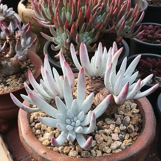 退***?仙女棒仙女棒仙女棒