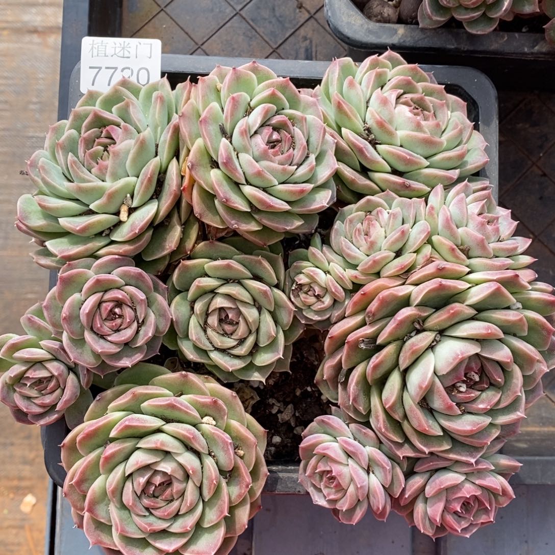 不包整散掉头7720~散特~精品多肉