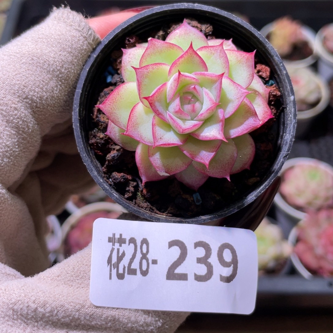 花利美28-239女王玫瑰