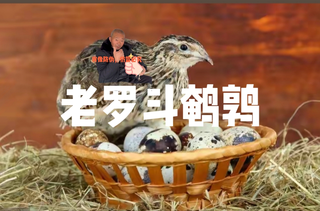 青年黄羽产蛋王鹌鹑顺丰包邮可阳台养殖小宠物
