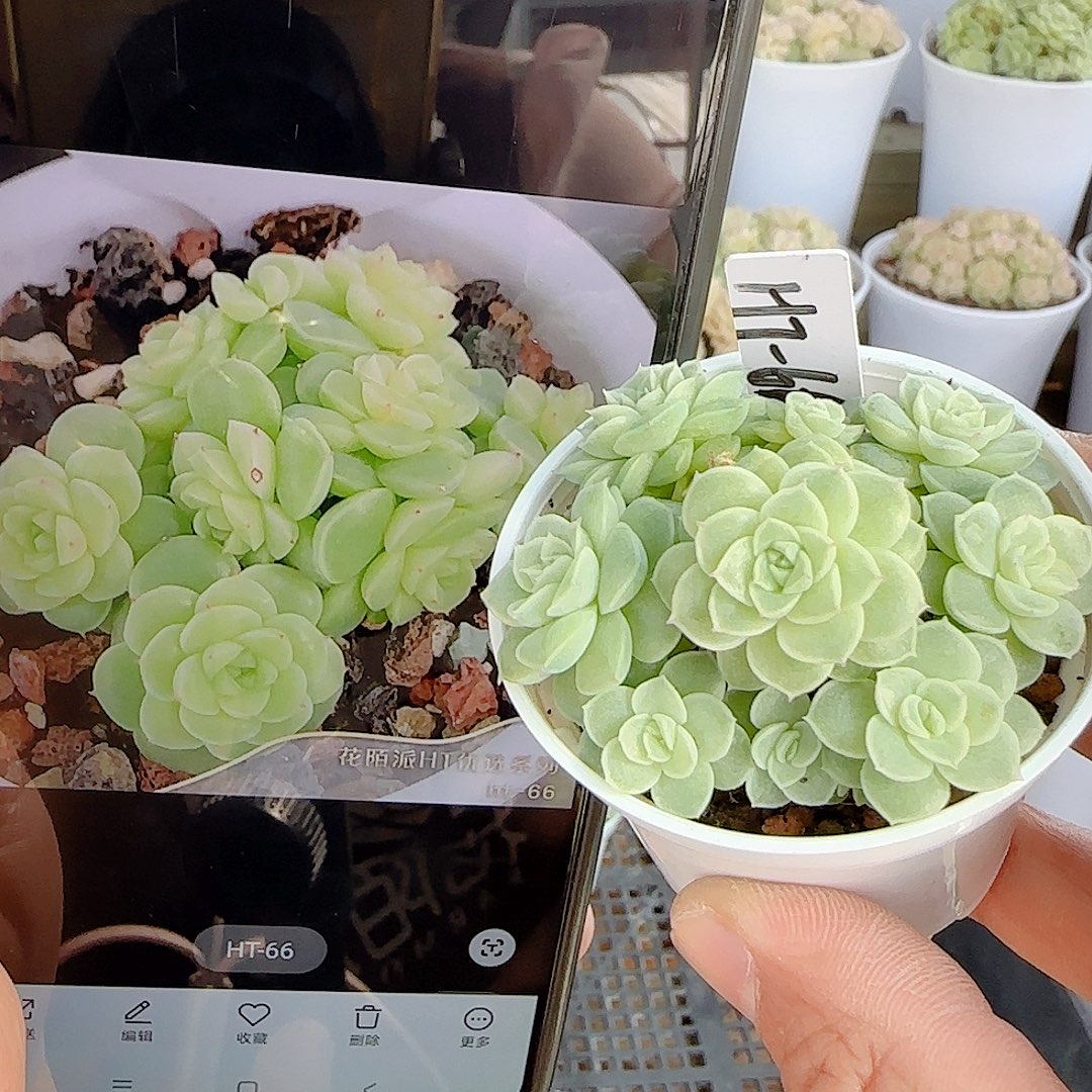 1111-102（ht-66）优选