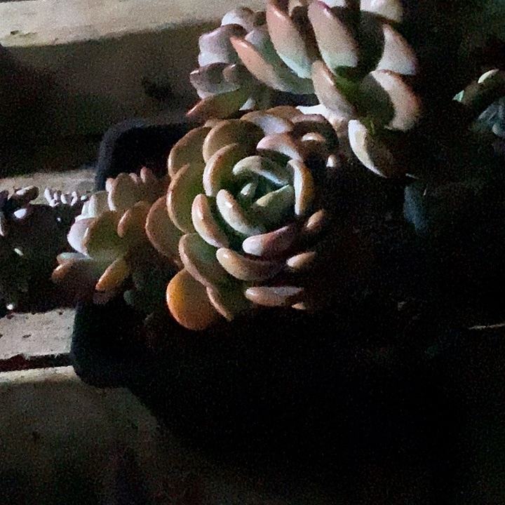 凨**夙香橙多肉植物10-7