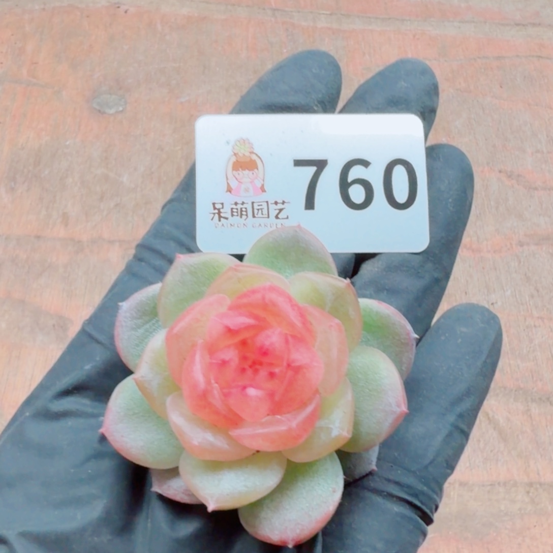 嘉***多肉植物多肉植物