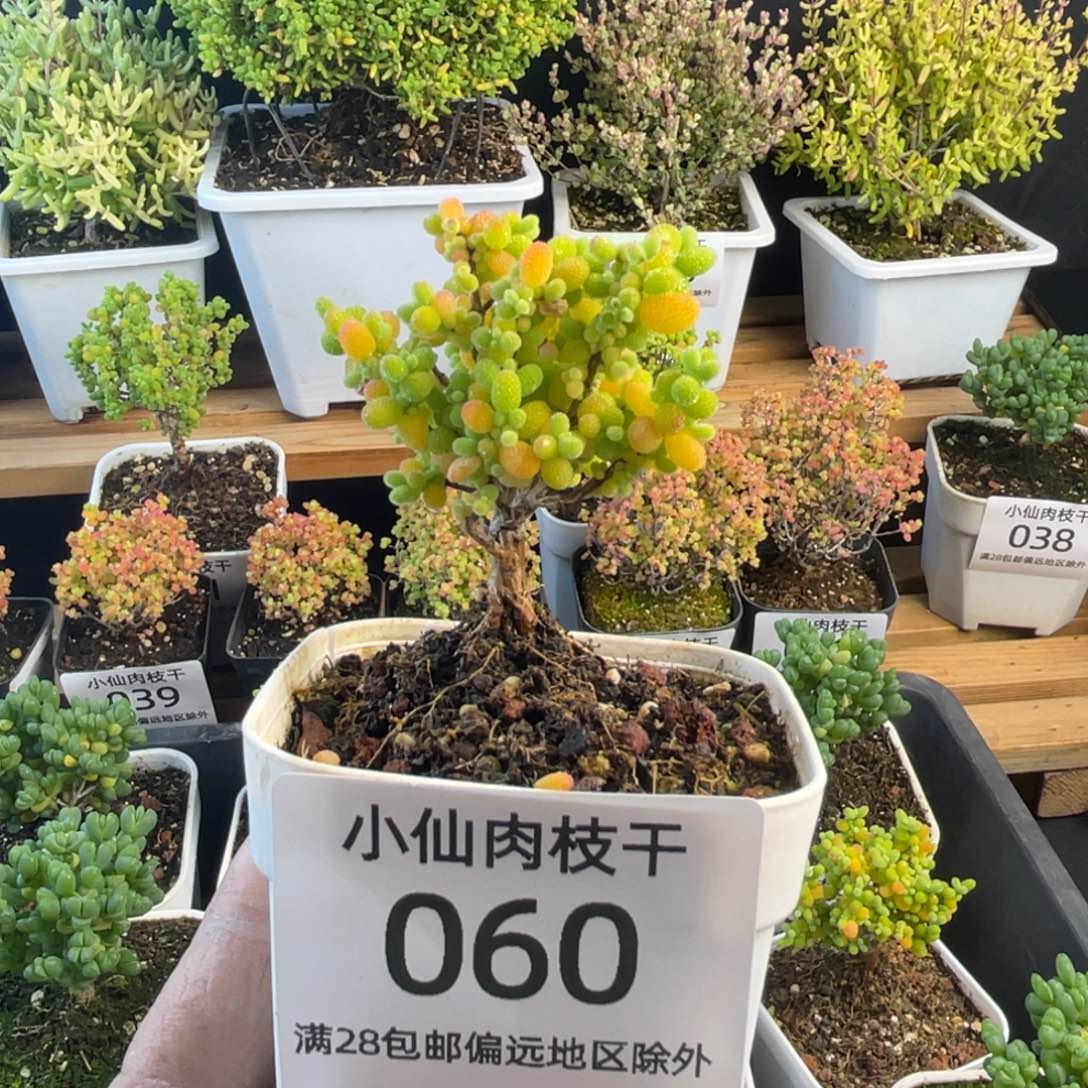 060枝干番杏小老桩金桔