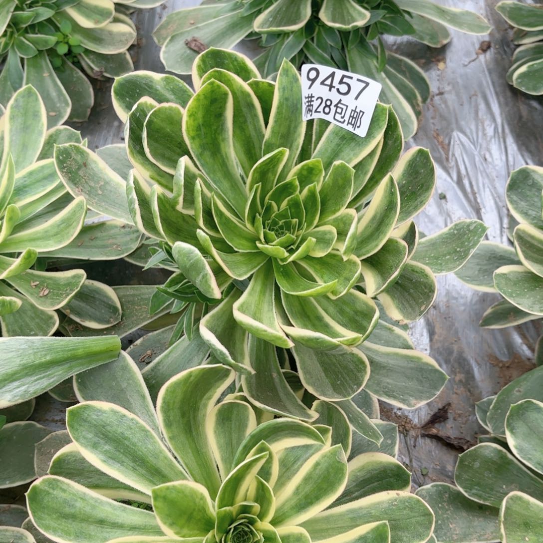 W.   9457绿玫瑰白多肉