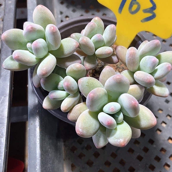 多肉植物苹果奶963
