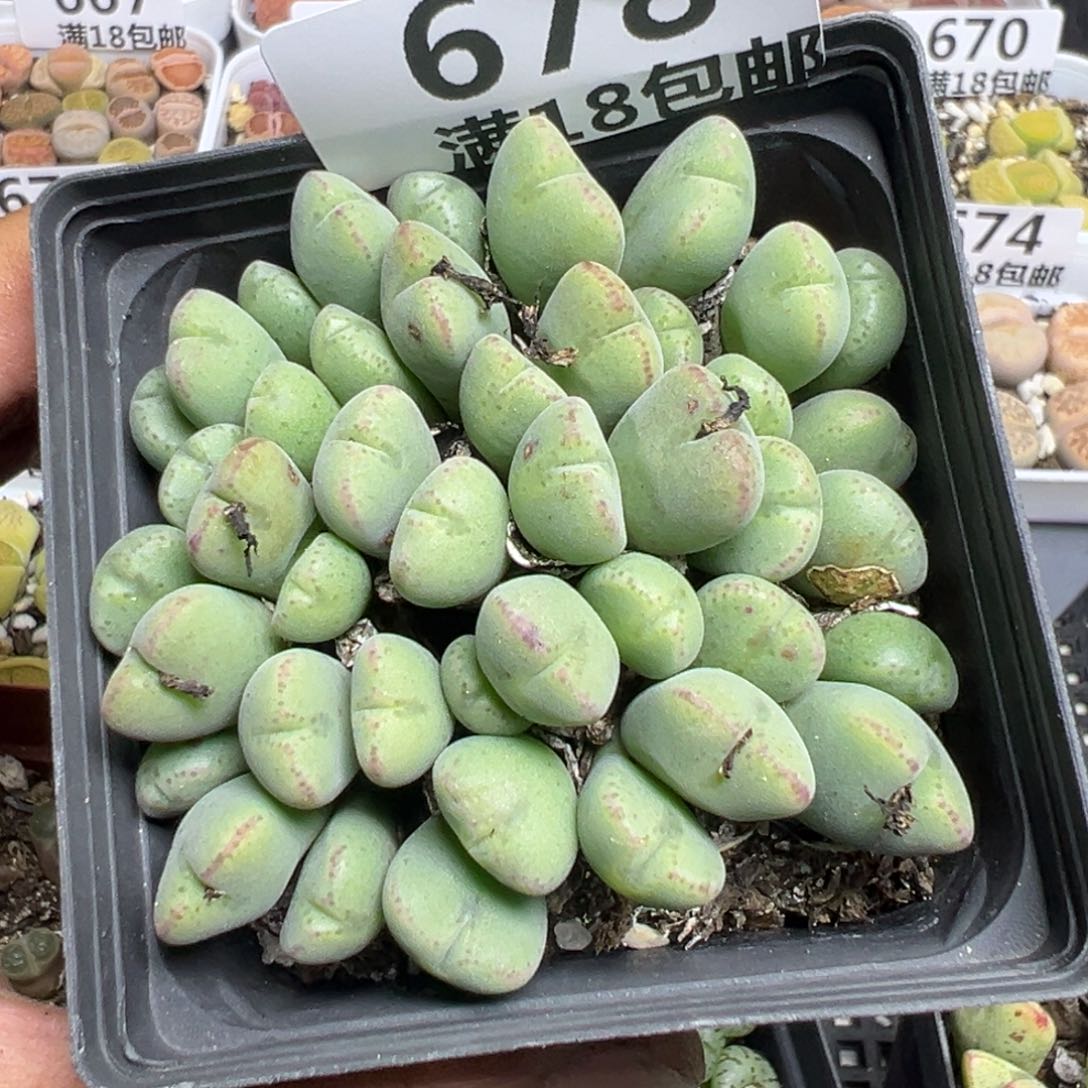 【闪购商品】 678。