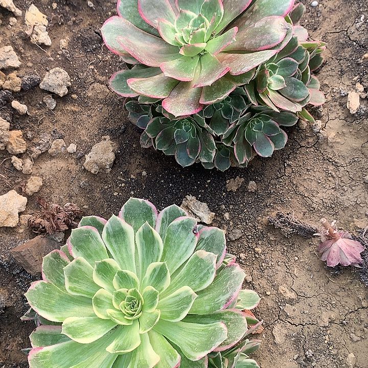 312两颗水蜜桃分花妖多肉