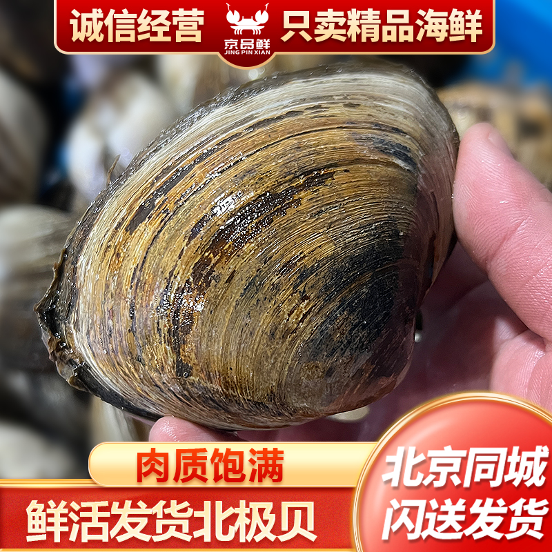 鲜活 北极贝可收拾好号发货 一份一斤（2~3个）
