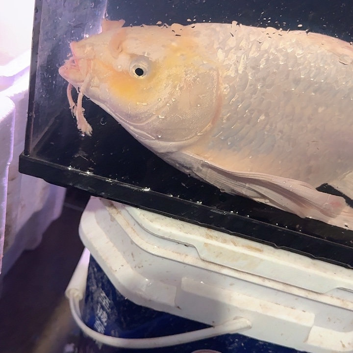 海水鱼蝴蝶鲤包邮180