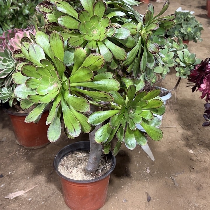 多肉植物法师微锦87