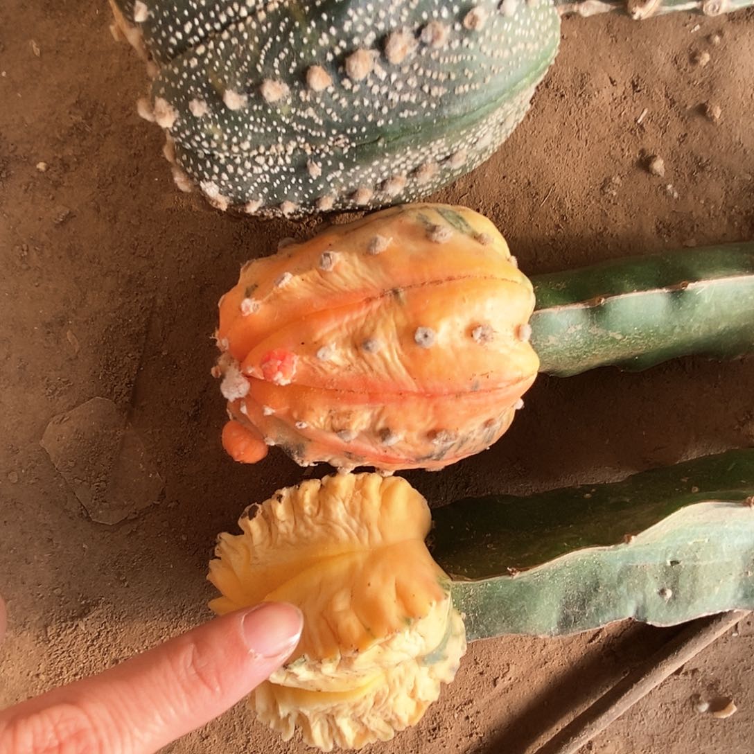 兜兜兜兜兜兜兜2加1栾