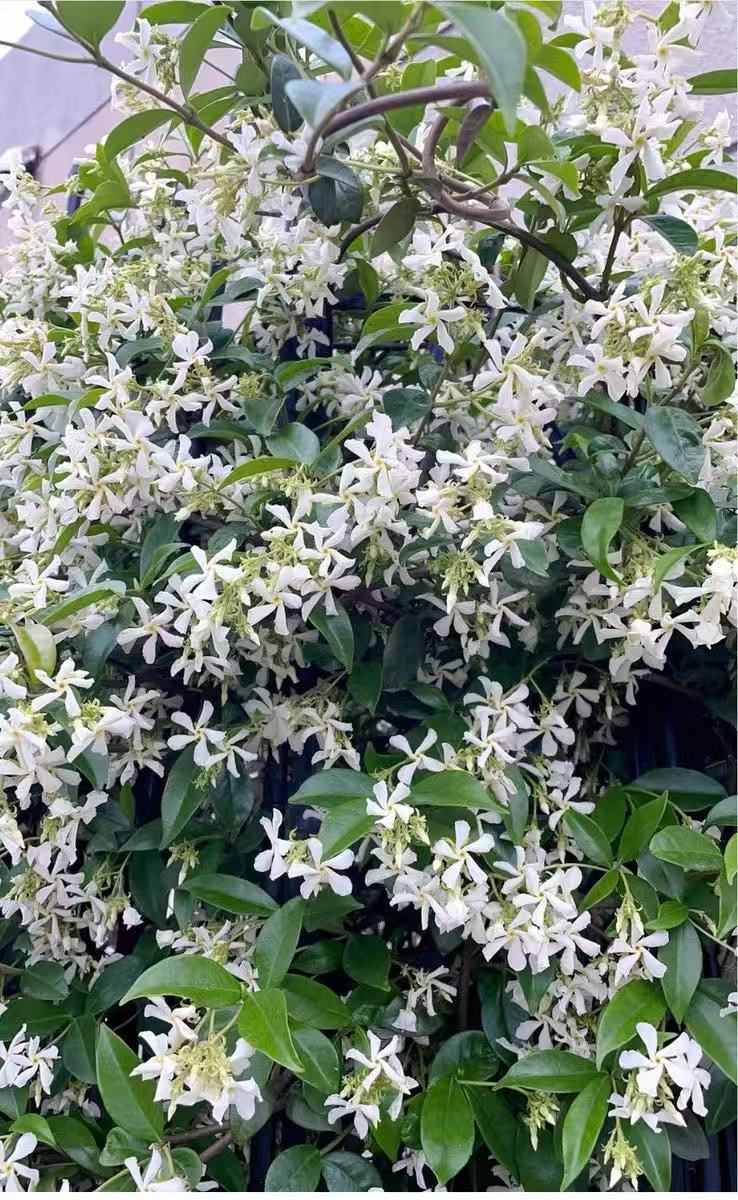 风车茉莉盆栽优质苗络石藤垂丝爬藤花卉耐寒阳台庭院植物四季开花
