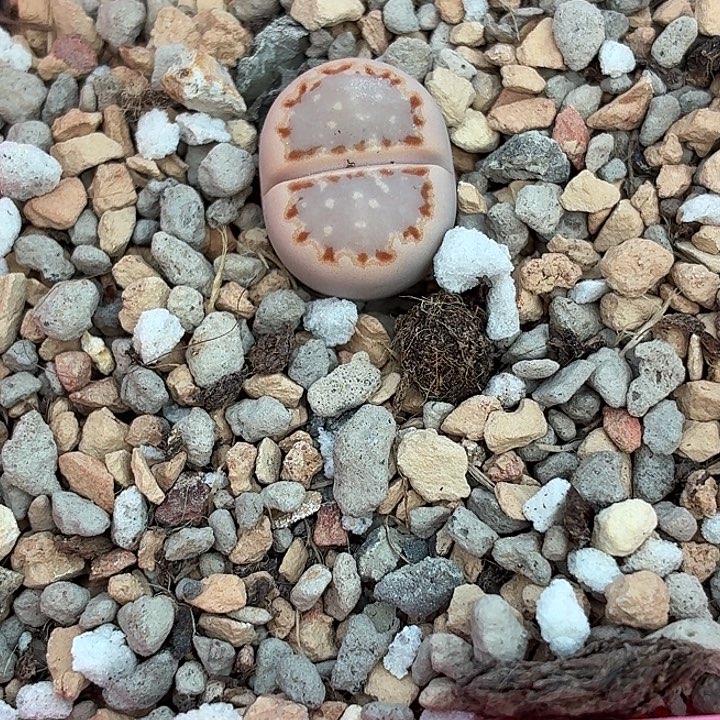 213cc24饼干尺寸1.4