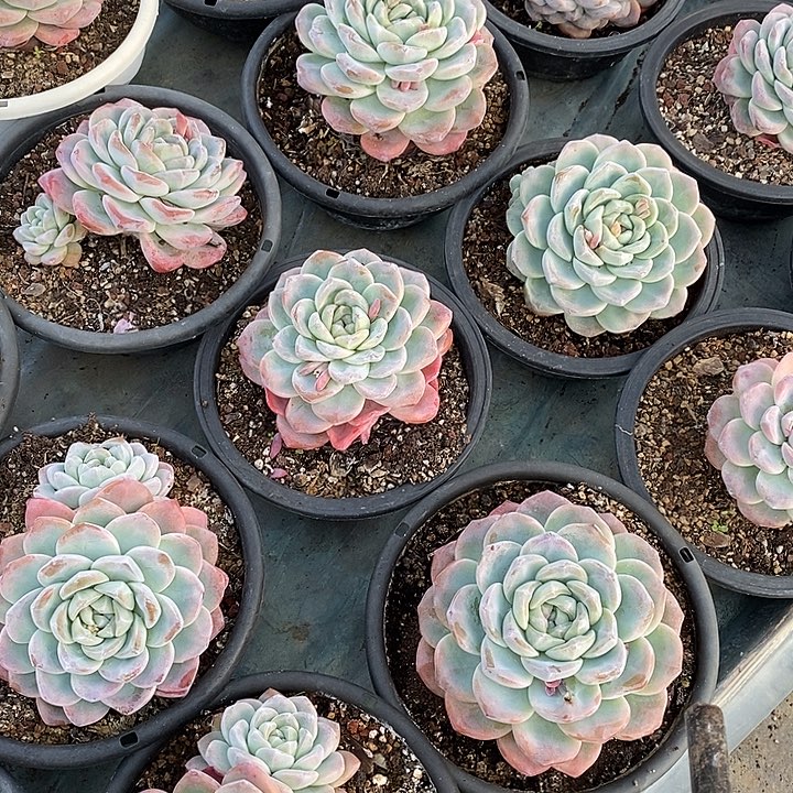 冰玉可挑可选看清楚在拍