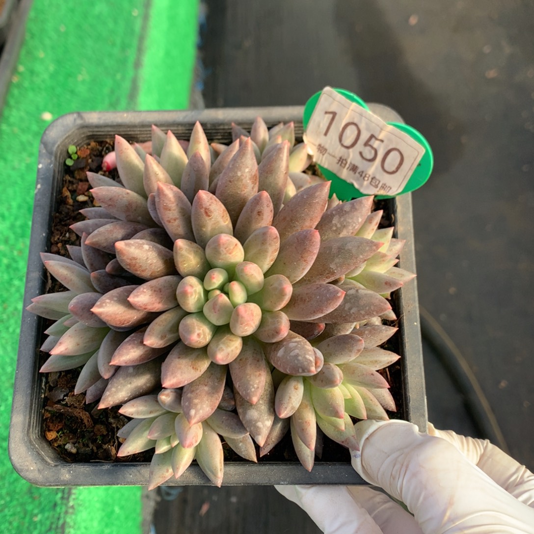 红蜻蜓无砍捧花1050