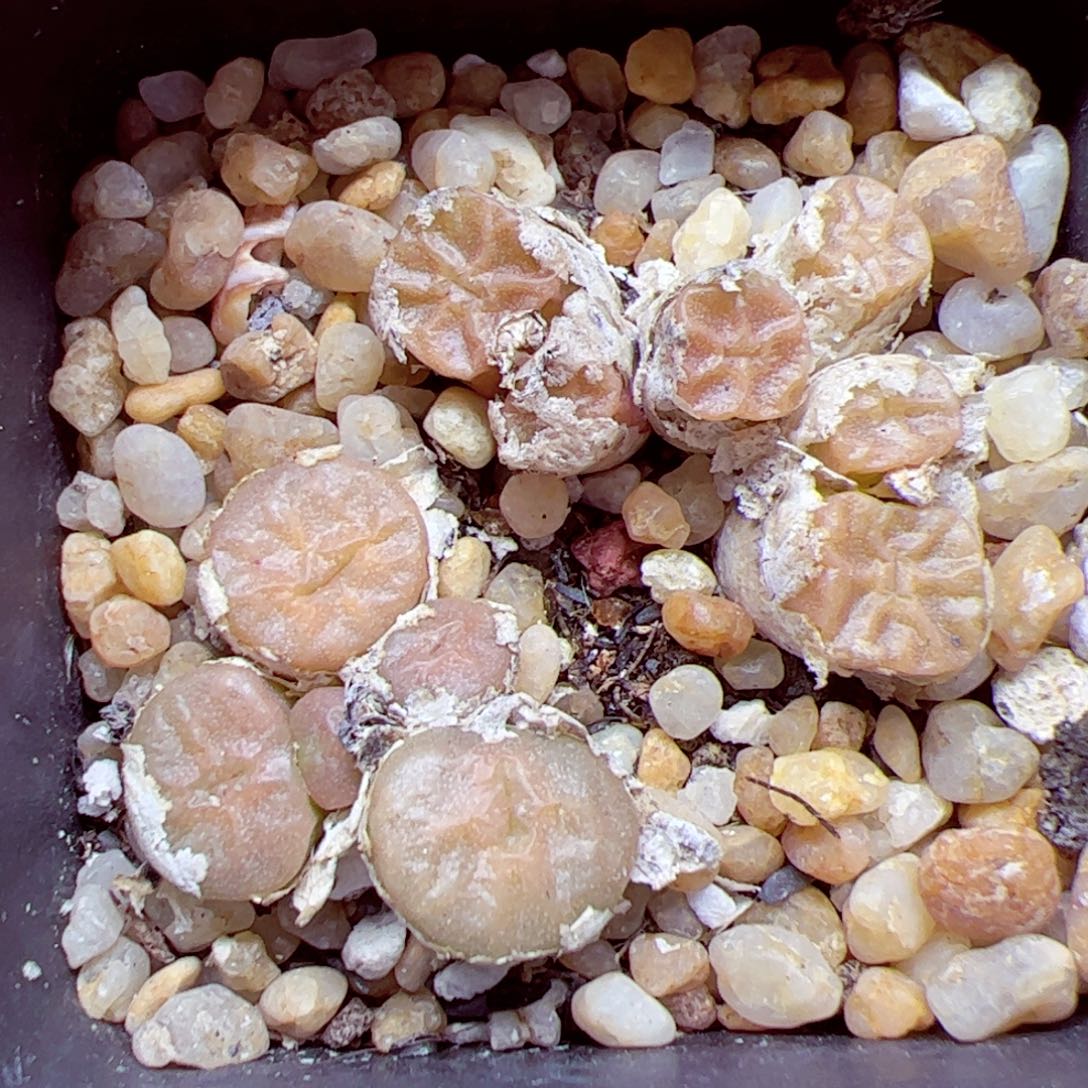 115 146优秀的肉肉