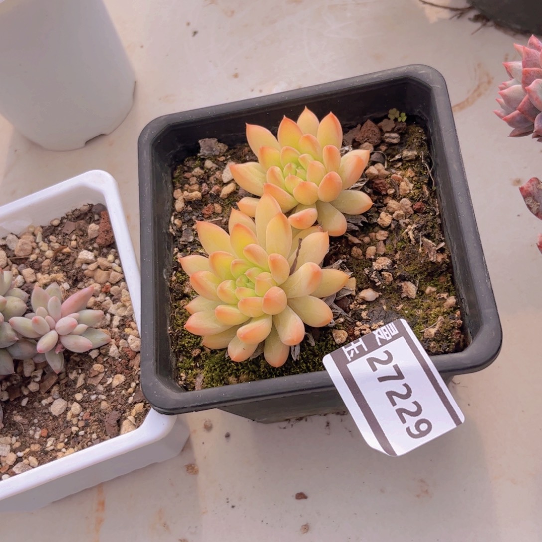 甲骨文多肉植物27229