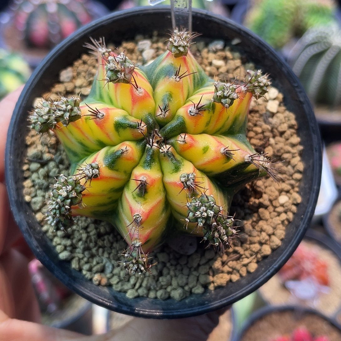 1-196米哈锦5.4厘米