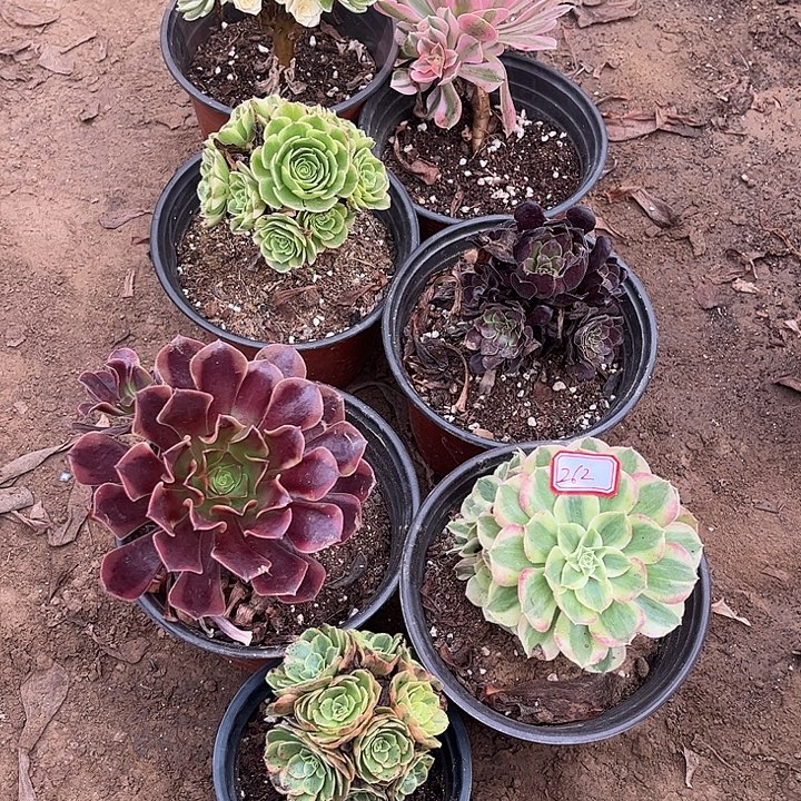 262多肉植物组合，