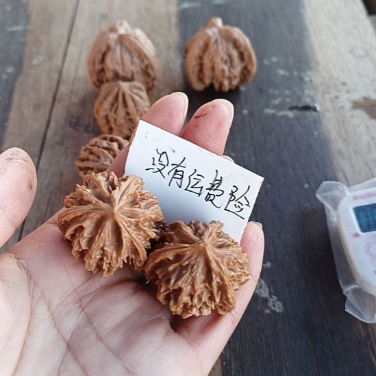 5***z岐山三棱文玩核桃微修