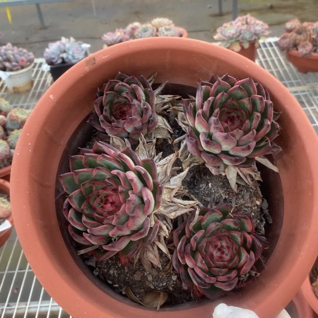 0219篝火群一物一拍