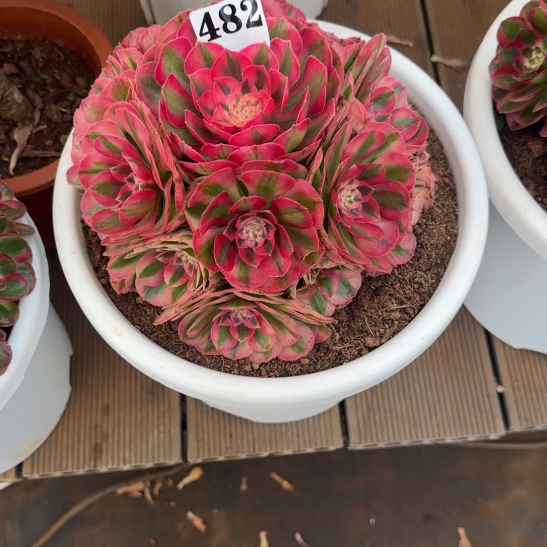 482倾城实生脱土发货