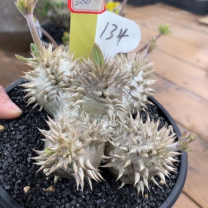 134惠比大黑13公分666666666