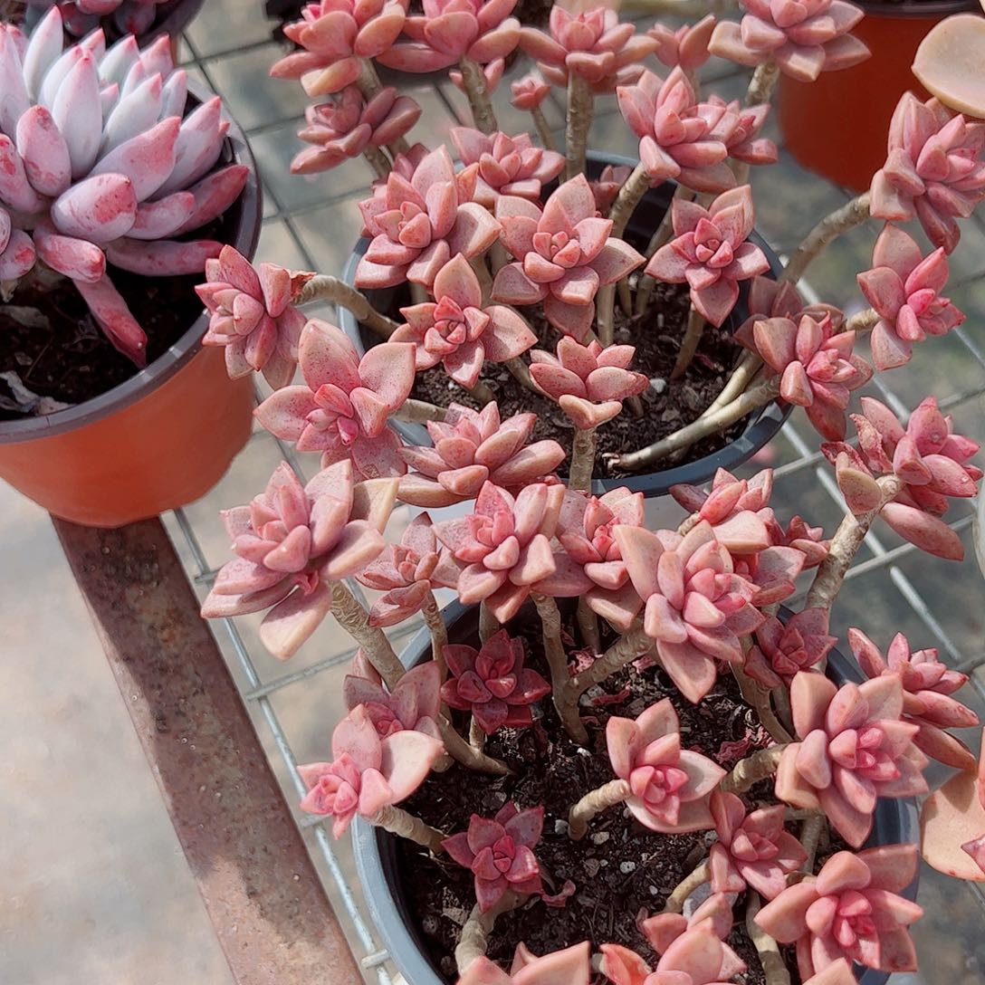 姬胧月散装带盆土两盆