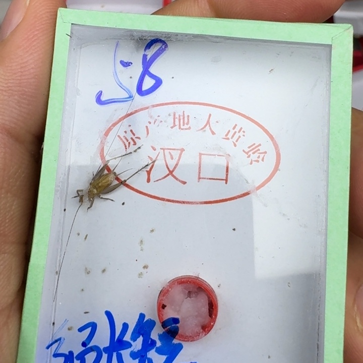 霄****蟋蟀蝈蝈我在11111