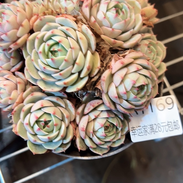 幸运的是我的朋友