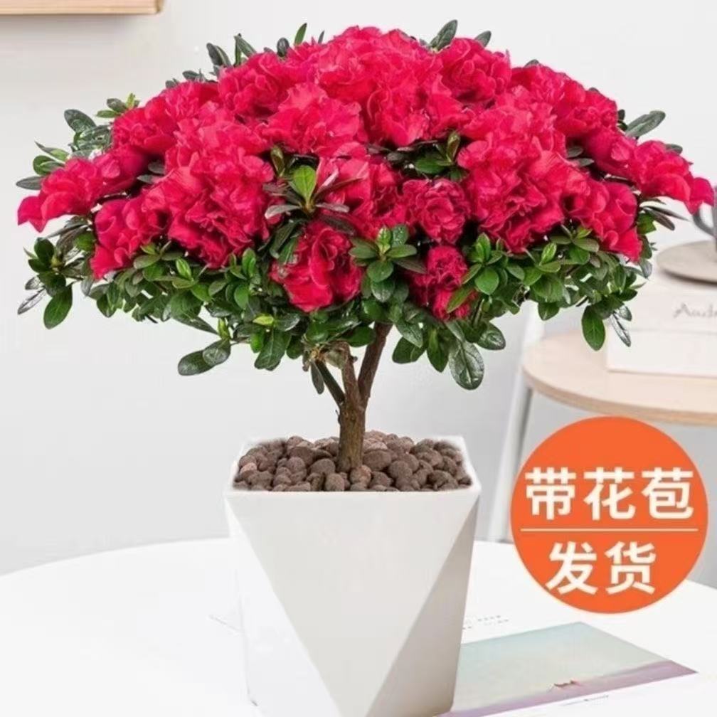 A带花苞杜鹃花耐寒植物盆栽地栽室内外四季开花好养花卉