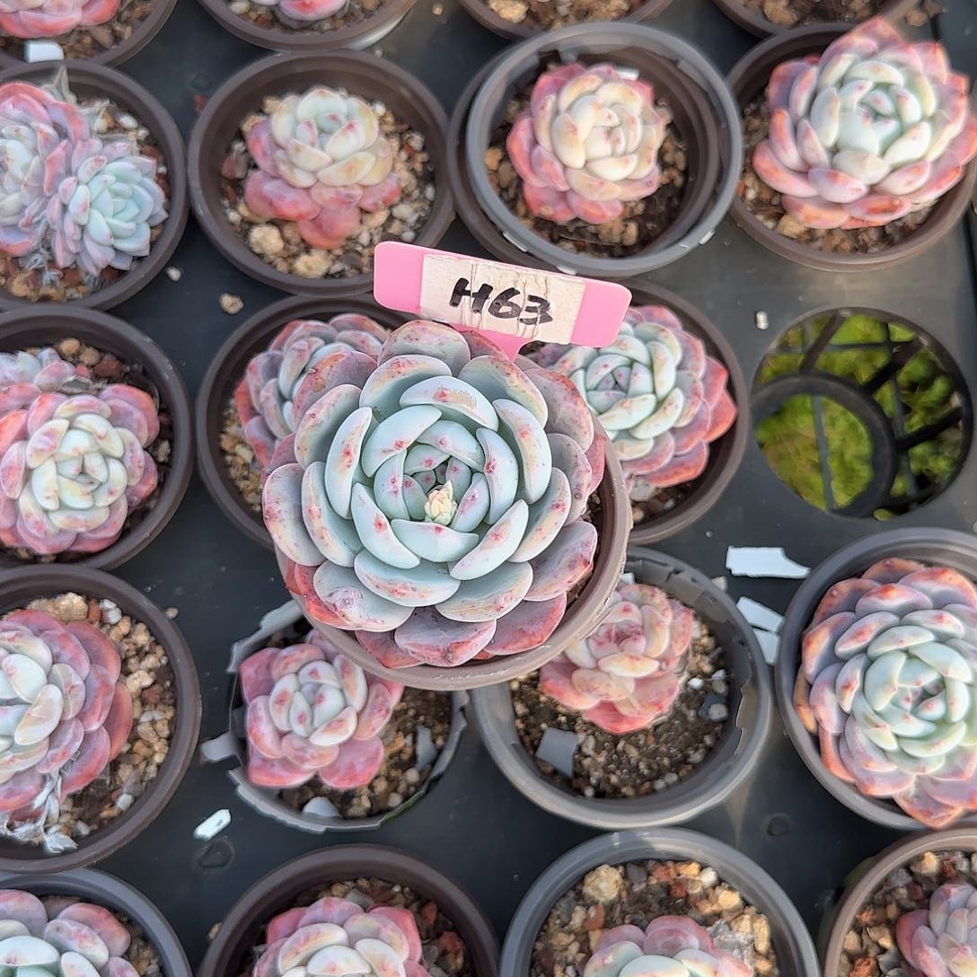 繁*JH63韩橙多肉植物