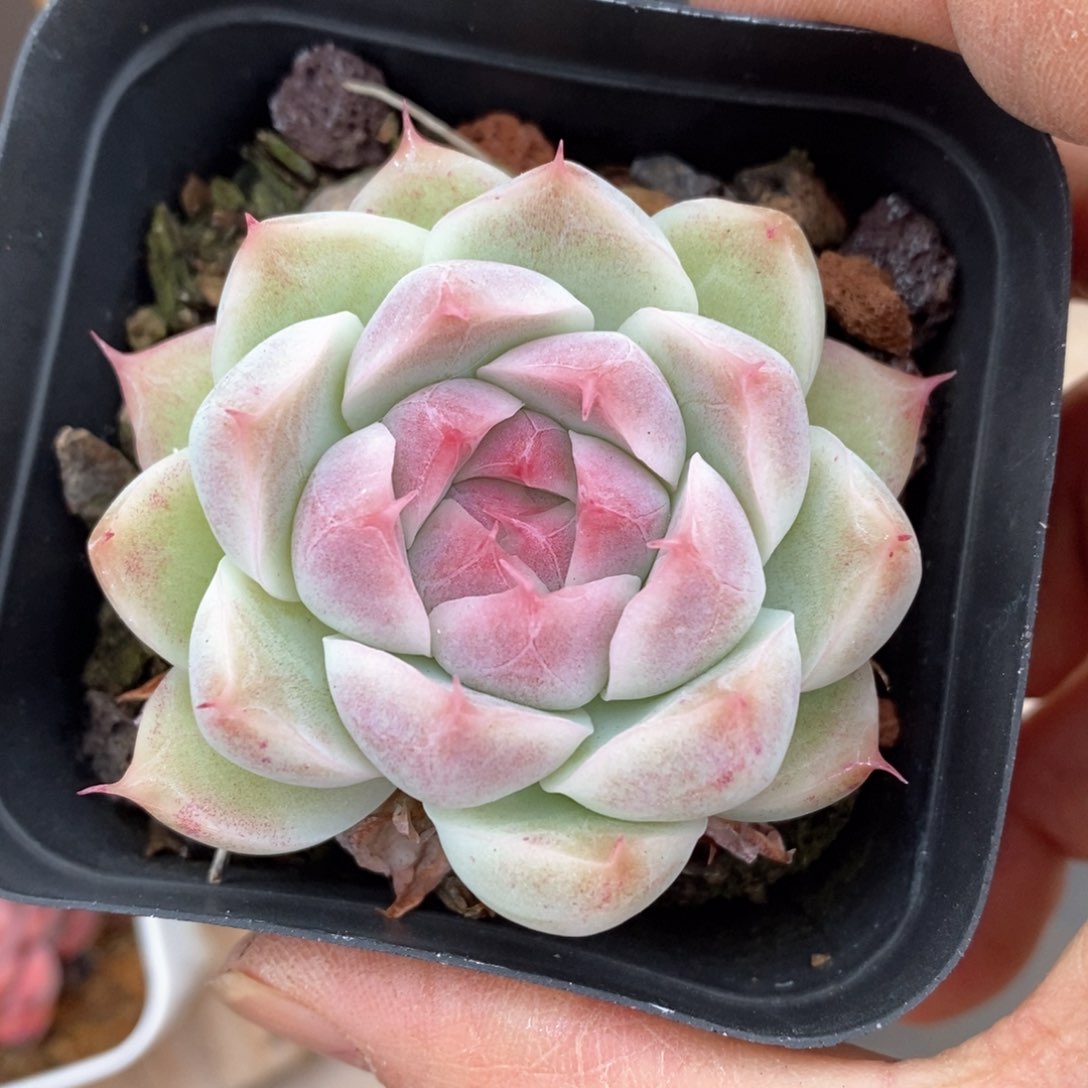 精品多肉一物一拍不包整07