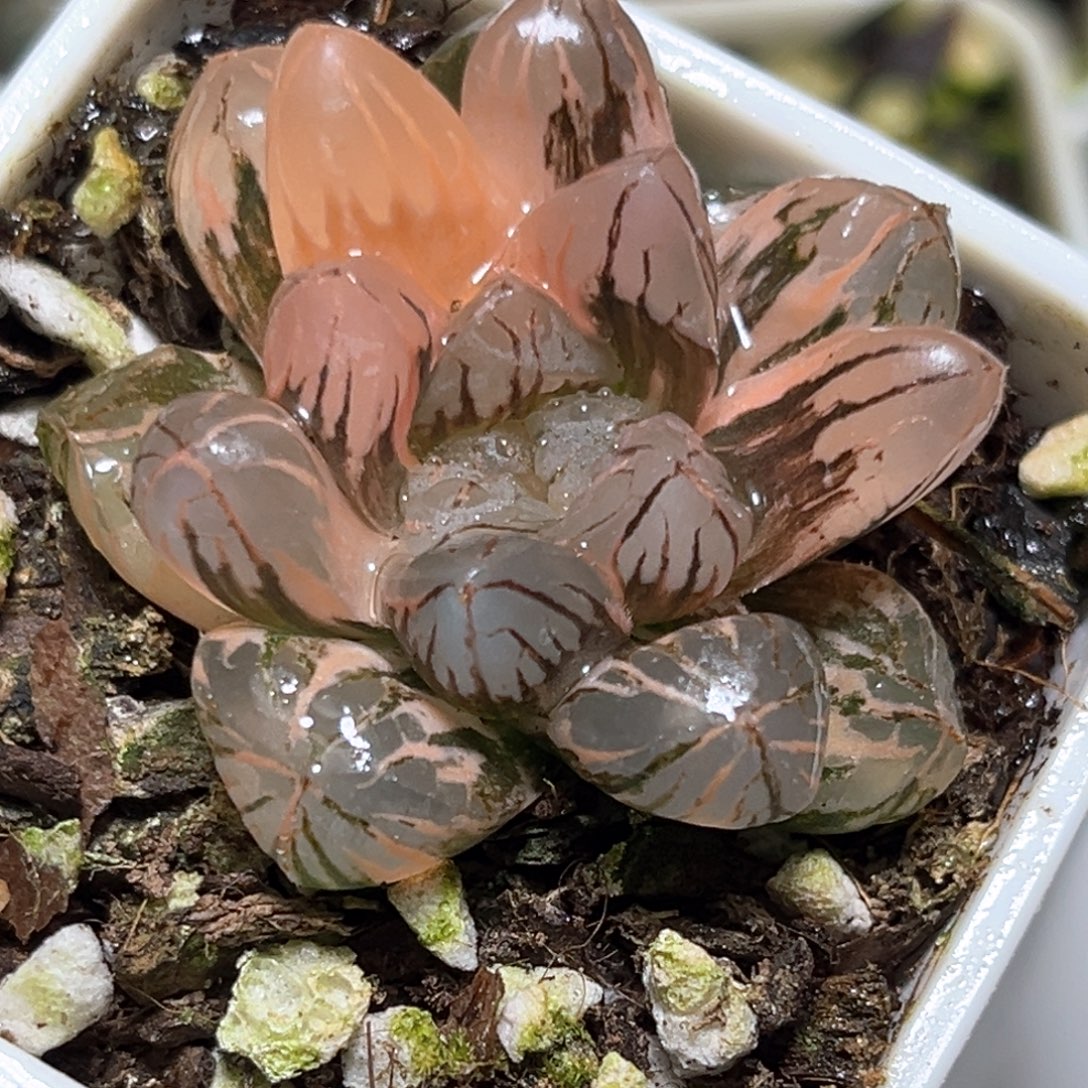 恭喜发财大吉大利4851