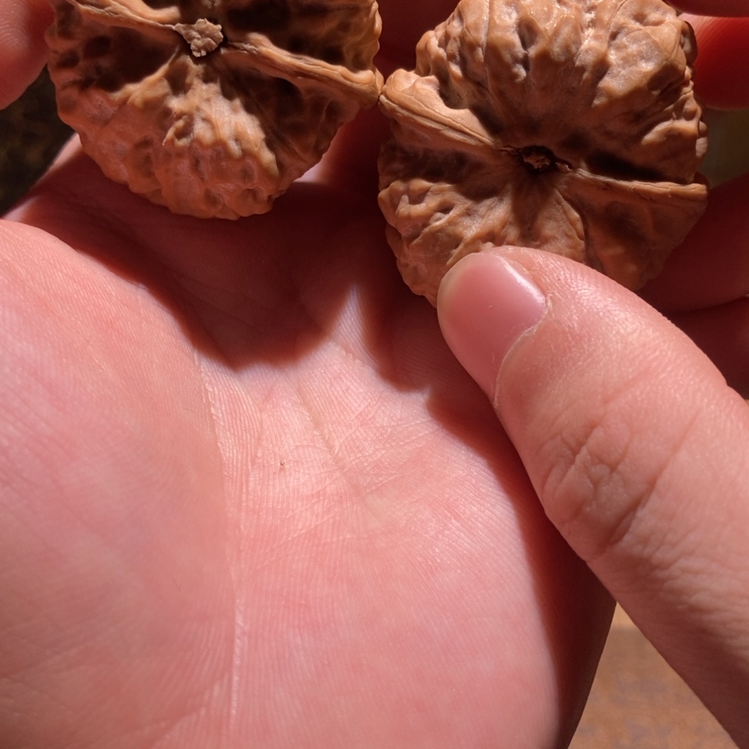 @***飞文玩核桃吊坠蛤蟆头D11