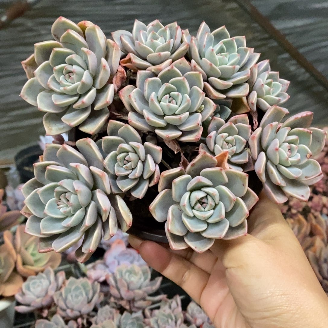 红粉佳人多头群生老桩