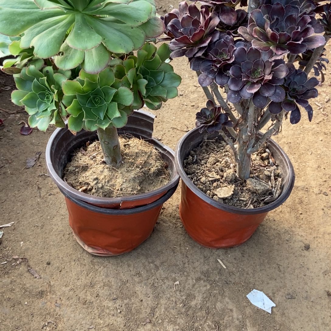 9号链接两颗品种不重复