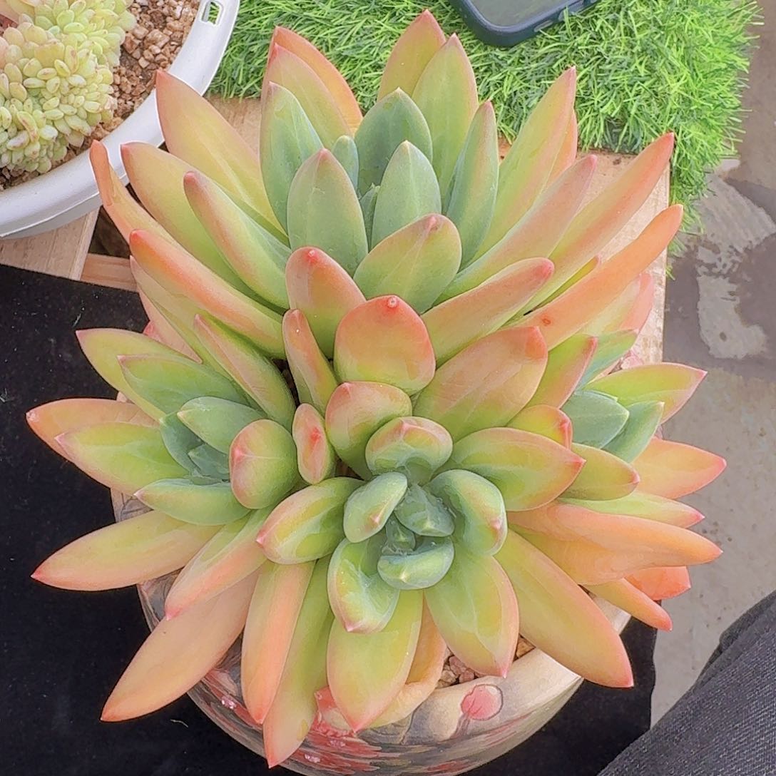 恋恋专拍海洋之歌