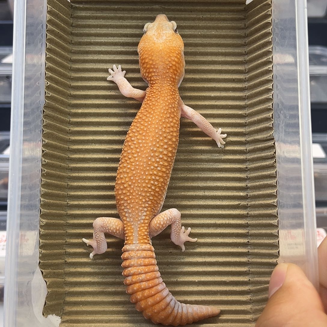 肥尾守宫橘白无纹新成体公30