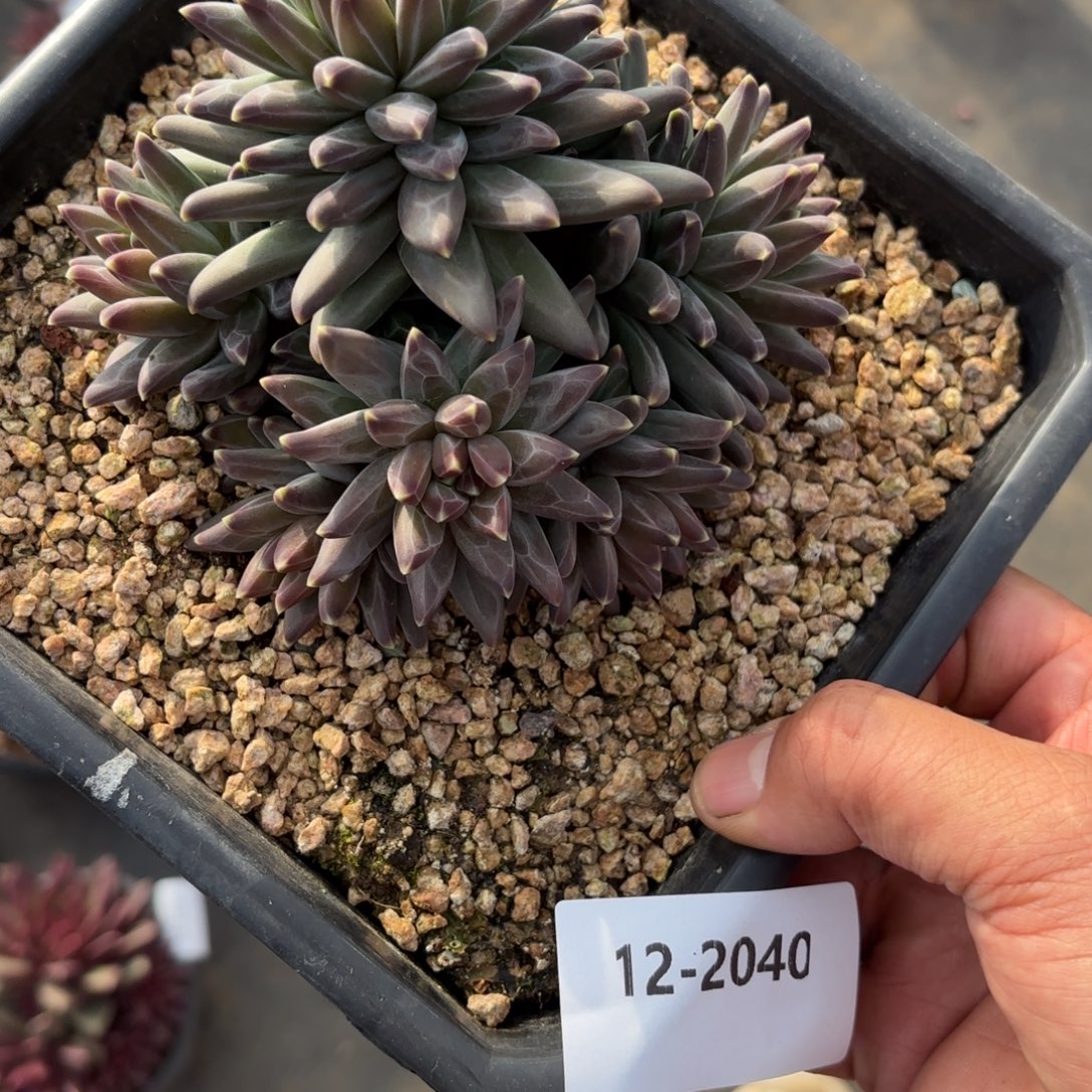 2040帆高美人多肉植物