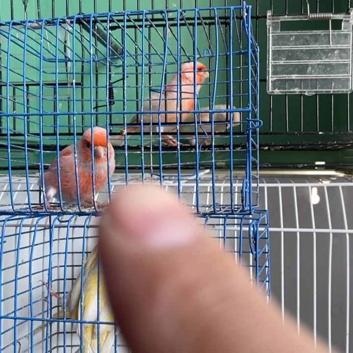 一***哥文鸟马赛克公一只