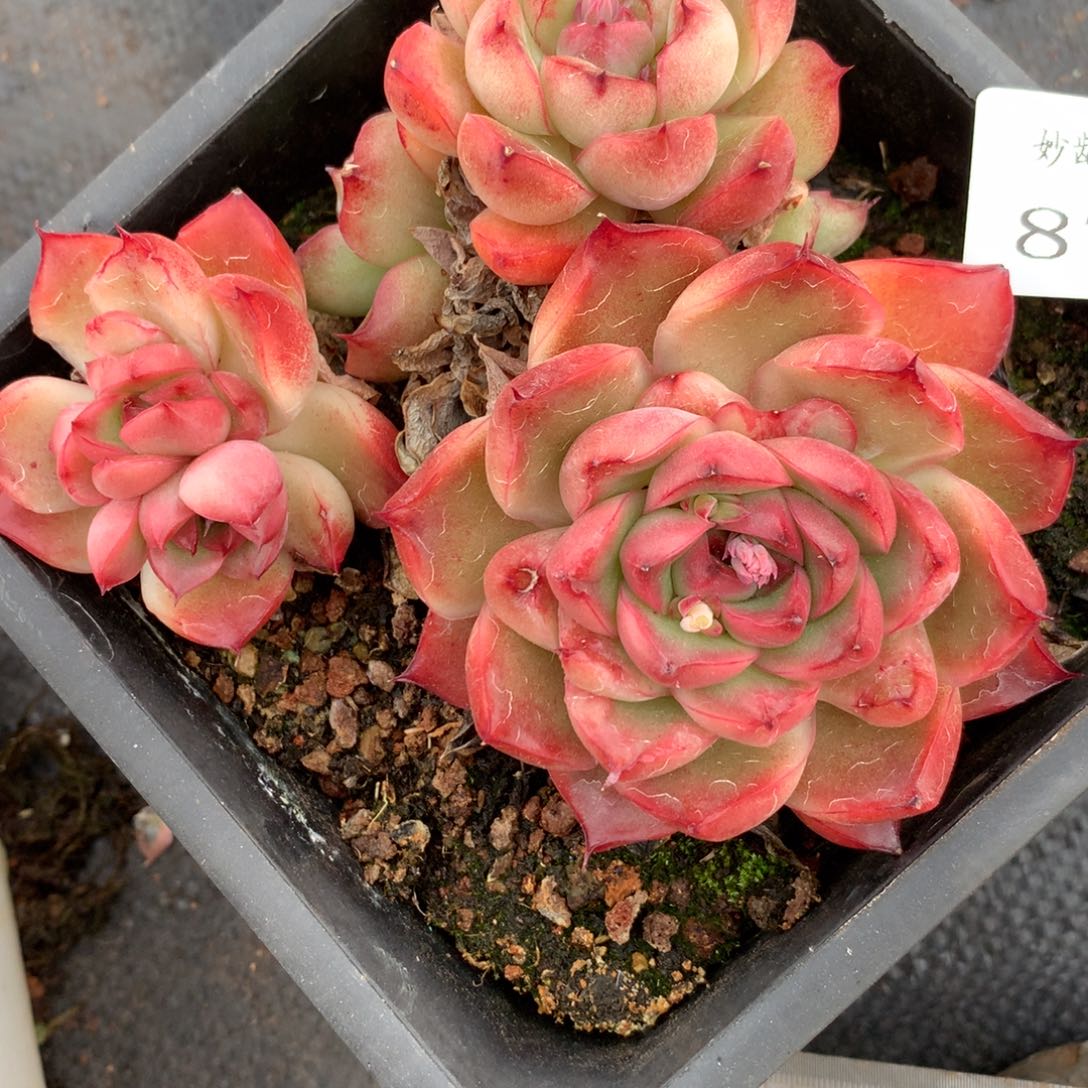 877杂交多肉12厘米