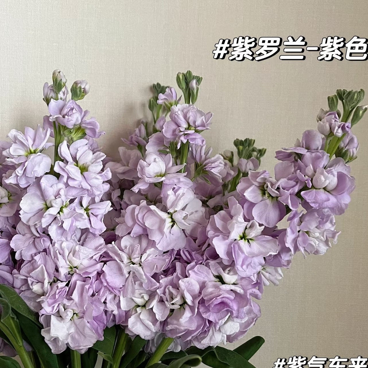 紫罗兰浅紫色10支一份浓香型