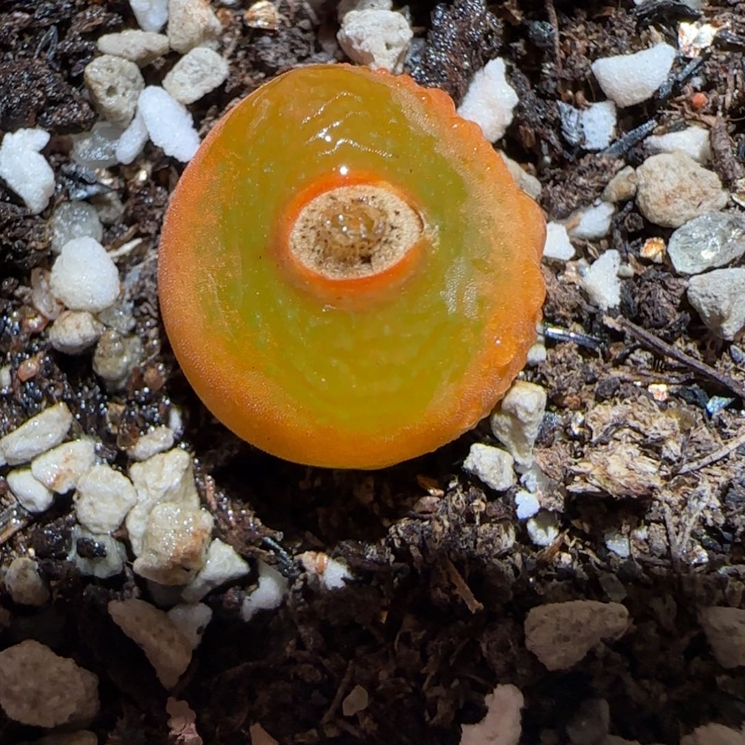 肉锥多肉植物百科-1430.505、494