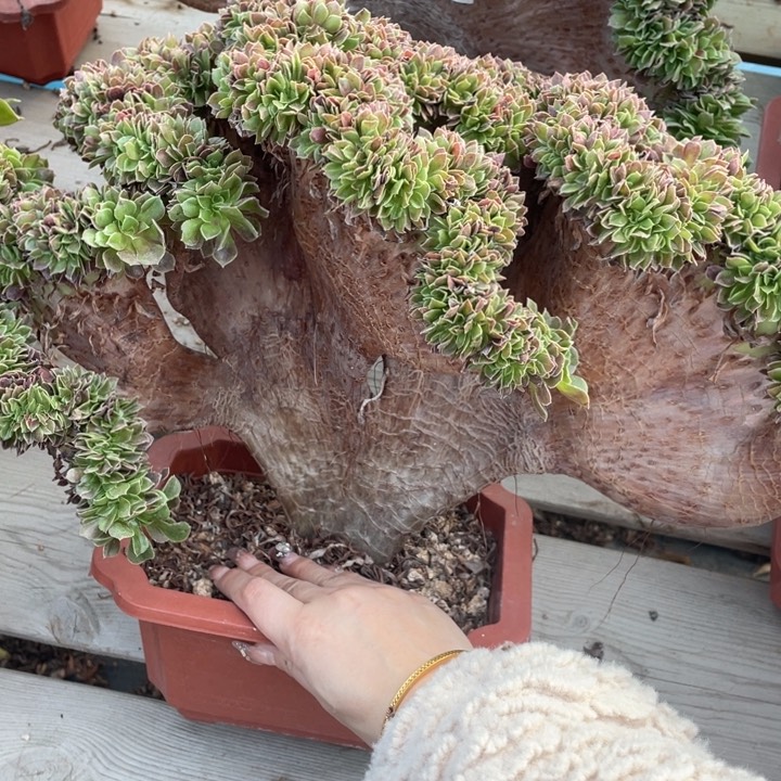 多肉的大肉都要长得像自己一样