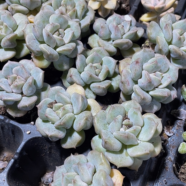 超奶2.8带土发货一个