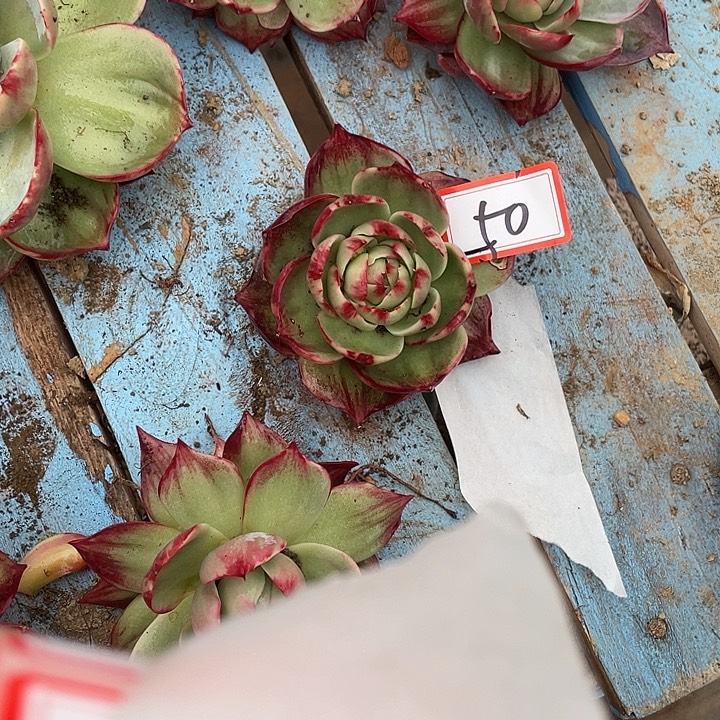 小***花50/////////////////