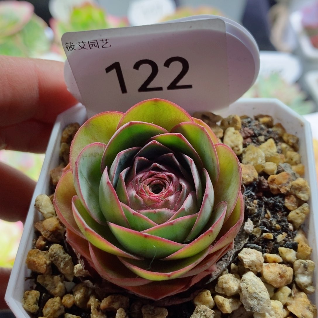 122彩晶 山地玫瑰