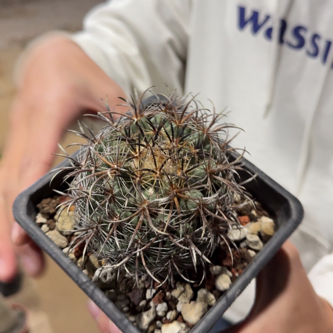 凤舞仙人球带盆带土发货